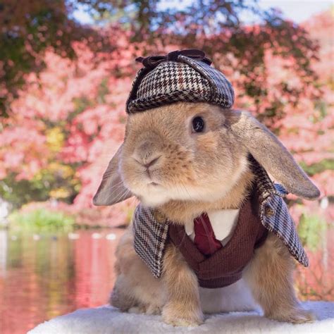 Impeccably Dressed Bunny Models The Tiny Dapper Outfits Made By His Human