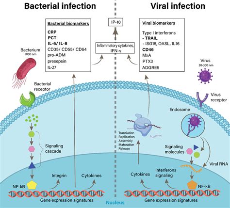 Comparative Illustration Between Bacterial And Viral Infection