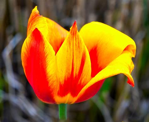 Tulips Flower Spring Free Photo On Pixabay Pixabay