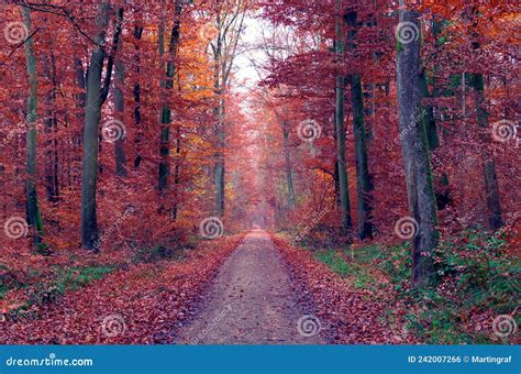 Long Dirt Road In Rusty Red Colored Forest Romantic Fall Season