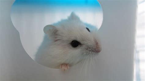 How much does a pet courier cost? How Much Does A Hamster Cost? 2020