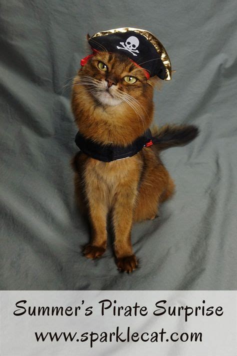 A Pirate Costume Surprise Funny Cat Photos Pirate Cat Funny Cat Videos