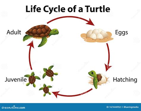 Life Cycle Of A Sea Turtle Life Cycles First Grade Life Cycles Images