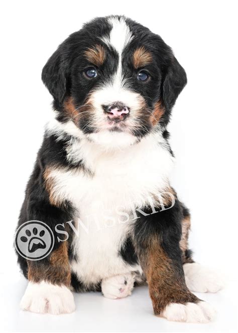 Bernedoodle puppies by island grove doodles, island grove pet kennels is a breeder of f1 bernedoodle puppies we believe that providing a caring and loving environment for the puppy to grow. Standard Bernedoodle Puppies | SwissRidge Kennels