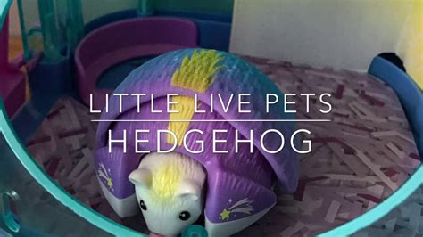 Hedgehogs can not only make wonderful pets for some households, but they are unusual creatures and can behave in hedgehogs can be good pets. Little Live Pets Hedgehog - YouTube