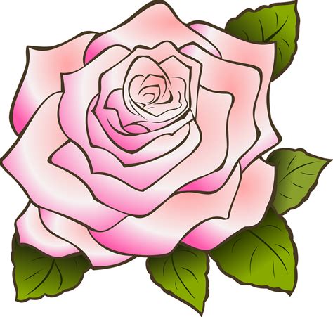 Rosedrawingvintagepinkpetals Free Image From