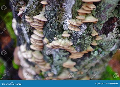 Fungi Growing On A Birch Tree Stock Image Image Of Wawer Tree 207153157