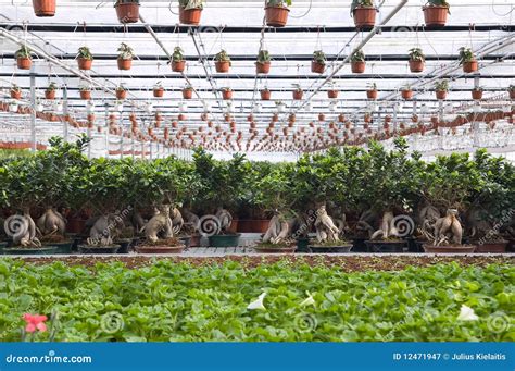 Greenhouse Stock Image Image Of Farm Greenhouse Grass 12471947