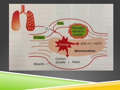 It is the release of a relatively small amount of energy in cells by the breakdown of food substances in the absence of. The Role Of Carbohydrate, Fat And Protein As Fuels For Aerobic And Anaerobic Energy Production ...