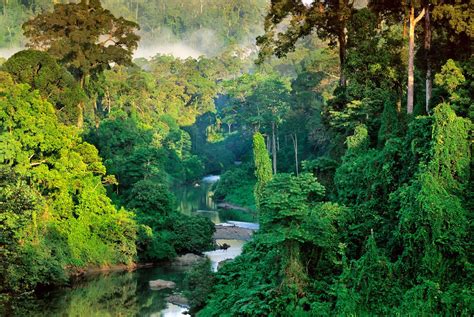 Borneo Rainforest Borneo Rainforest In Danum Valley Sabah Credit