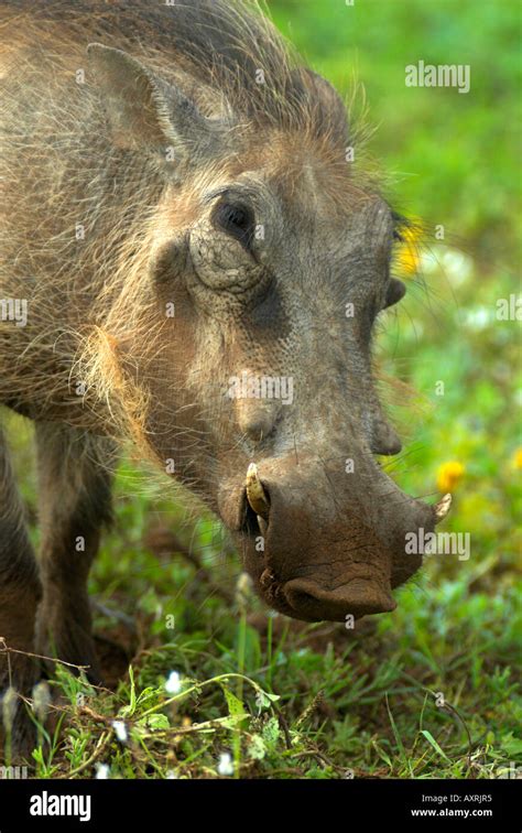 Common Warthog Pacochoerus Aethiopicus Stock Photo Alamy
