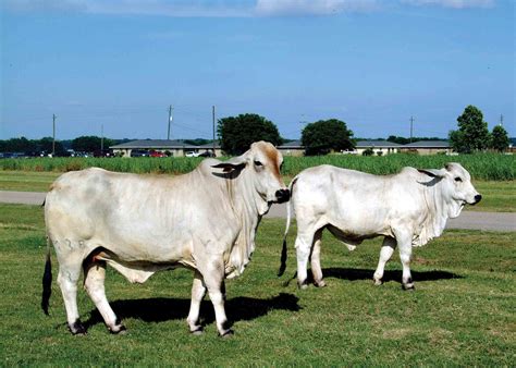 Improving Brahman Cattle For Meat Quality