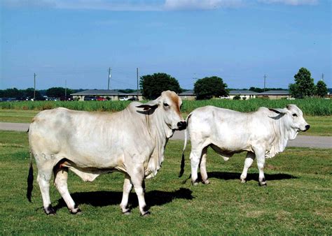 American brahman calf about thirty minutes old in this picture. Brahman Cattle / Why Brahman Cattle Moreno Ranches ...