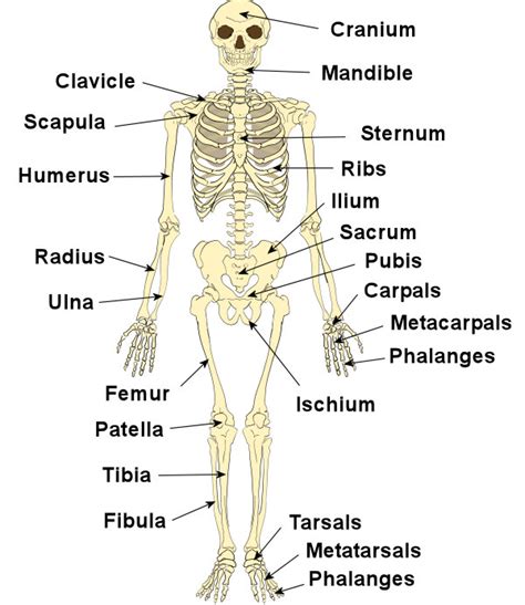 There also are bands of fibrous connective tissue—the ligaments and the tendons—in intimate relationship with the parts of the skeleton. City Distributers: Human Bones