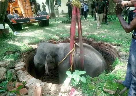 Dozens Of People Rally Together To Rescue Elephant Trapped In 20 Foot