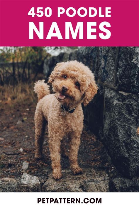 450 Poodle Names For Your Male Or Female Pup Artofit