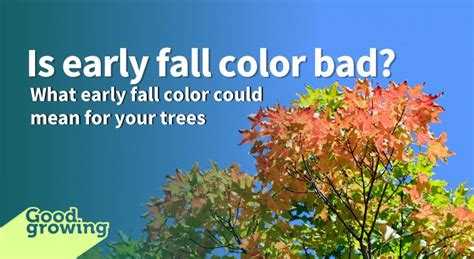 Early Fall Color Could Be A Sign Of Tree Stress Illinois Extension Uiuc