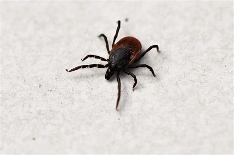 Its Tick Season Heres What You Should Know About The Diseases They