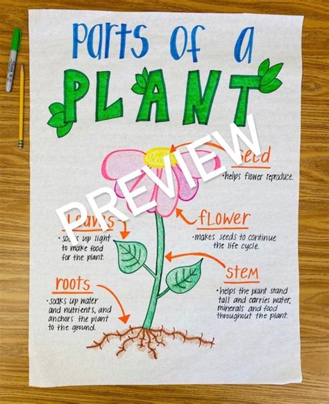 Parts Of A Plant Anchor Chart Etsy Canada