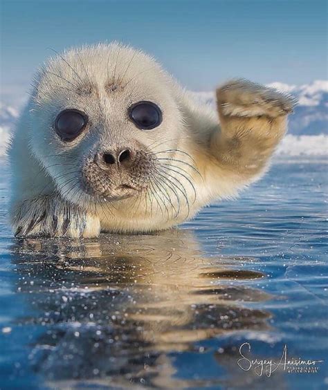 The 100 Cutest Animals Of All Time List Inspire Cute Seals Animals