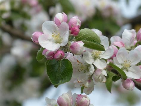 At this point, it might be if your tree flowers before the last of the spring frosts, you may need to wrap it in horticultural fleece on frosty nights, to prevent the delicate flowers. Apple blossom apple tree flower Free stock photos in JPEG ...