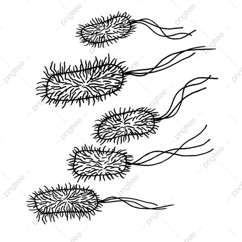 Bacteria Vector Art Png Vector Black Sketch Bacteria Isolated On White