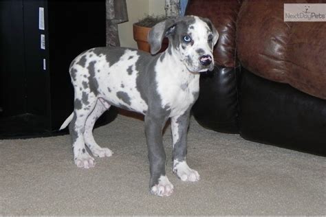 Looking for a great dane puppy for sale near me? Meet NOAH a cute Great Dane puppy for sale for $1,500. AKC ...