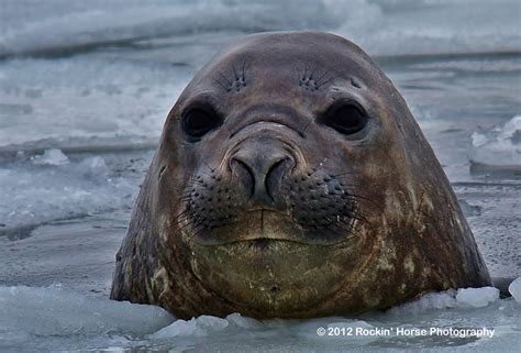 antarctica    boilermaker named horse elephant seals  davis boys