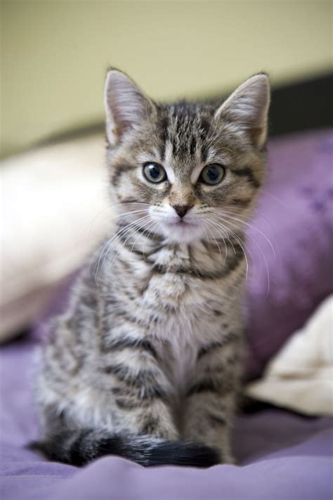 Black And Brown Striped Tabby Cat Grandesignslive