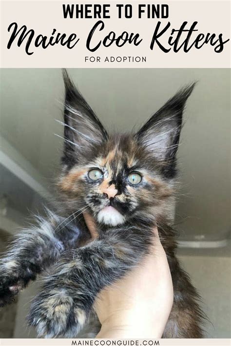 Maybe you would like to learn more about one of these? Maine Coon Kittens For Adoption Near Me