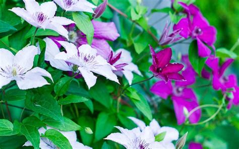 Avoid wooden shingles and clapboard, which can be damaged by these rootlets or holdfasts. Shade garden: The best climbing plants for shady garden ...