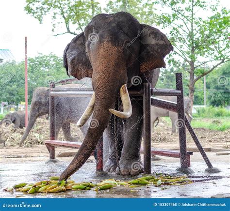 Os Elefantes Asiáticos Têm As Presas Bonitas Acorrentado Comendo O