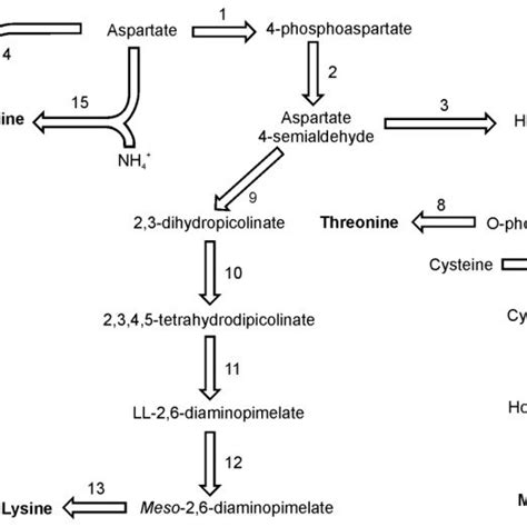 Pathways Of Lysine Methionine And Threonine Synthesis Reactions