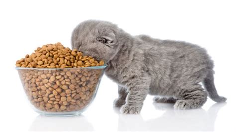 Makanan dasar kucing yang digolongkan ke dalam makanan utamanya terdiri dari dua bentuk, yaitu makanan kering dan makanan basah. Tinggikan Sedikit Bekas Makanan Kucing Demi Kesihatan Si ...