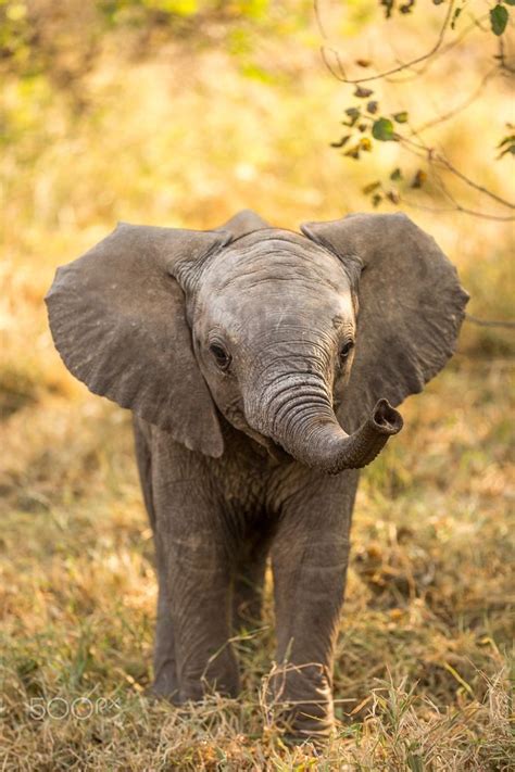 30 Baby Elephants That Will Instantly Make You Smile Animals