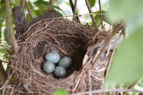 Free Images Nature Branch Wildlife Beak Natural Fauna Bird Nest