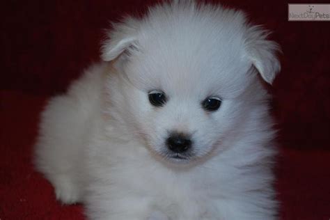 Meet Male A Cute American Eskimo Dog Puppy For Sale For 1500 Mr