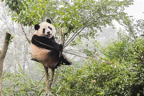 The Population Of Giant Pandas Important Facts And