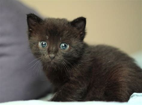 Liam The Rescue Black Kitten Grows Into Mini Panther Kitty Love Meow