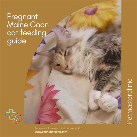 Pregnant Maine Coon Cat Feeding Guide Pregnancy Is An Impo Flickr