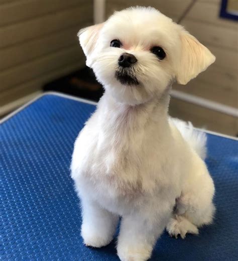 30 Best Maltese Haircuts For Dog Lovers The Paws
