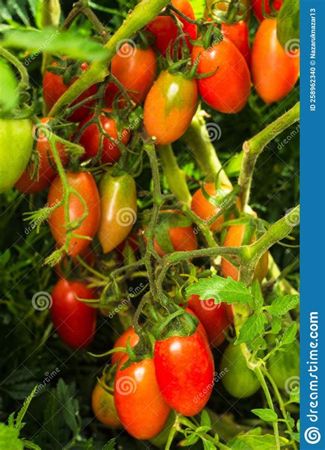 Home Grown Plum Tomatoes Also Known As A Processing Tomato Or Paste