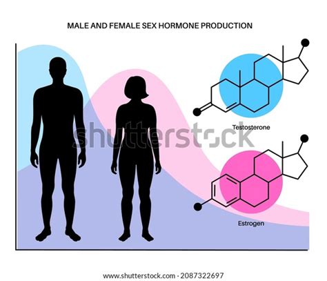 Estrogen Testosterone Level Color Chart Sex Stock Vector Royalty Free