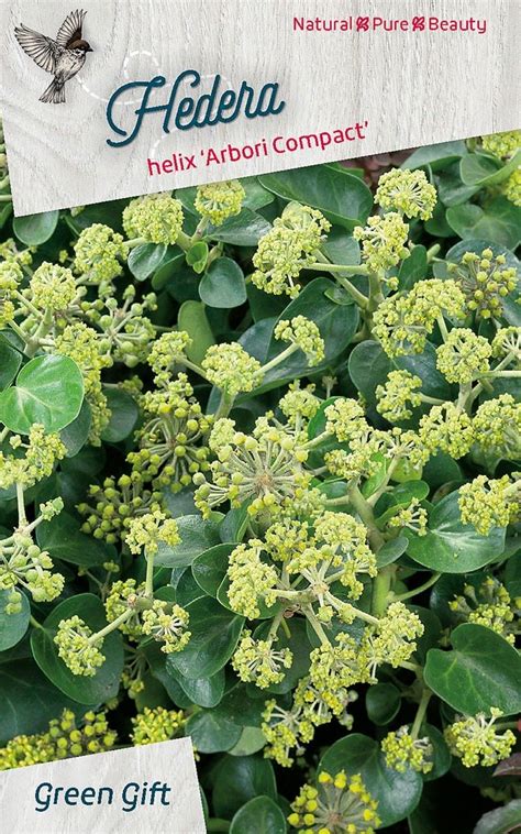 Hedera Helix Arbori Compact Braspenning