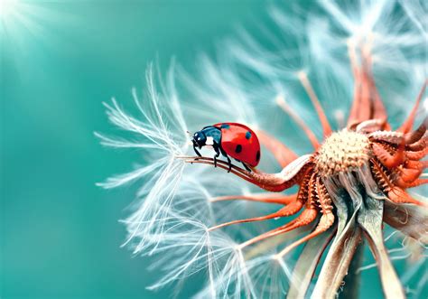 Animals Insect Beetles Macro Dandelion Wallpapers Hd Desktop And