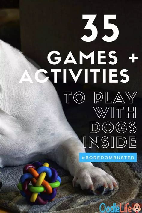 35 Games To Play With Dogs Inside Exciting Indoor Activities Dog