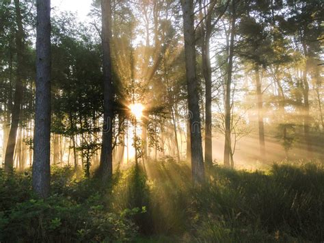 Mist Of Early Morning And Sun Beams In Woods Stock Photo Image 61239402