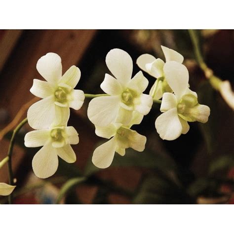 The Meaning Of A White Orchid Our Everyday Life
