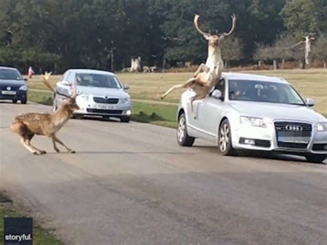 Wild Deer Slams Into Car During Fight With Rival In Richmond Park Metro News