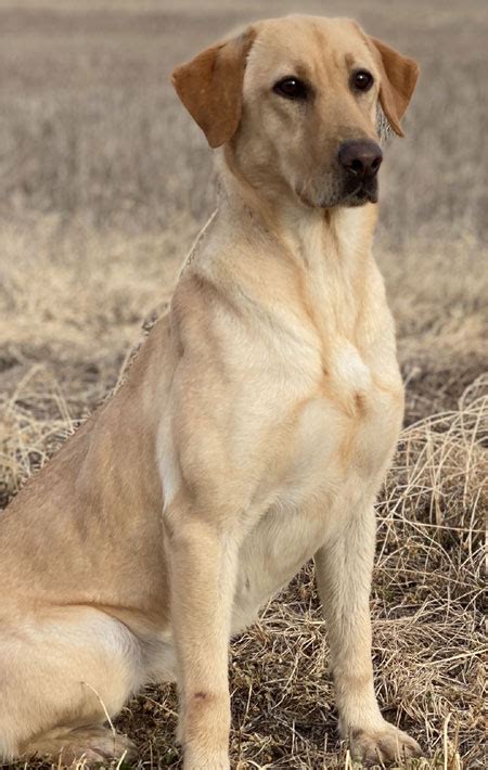 Labrador Retriever Dogs For Sale Outback Kennels